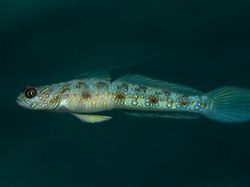 Hewan Spesies Baru yang Ditemukan Sepanjang 2019