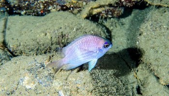 Chromis bowesi adalah spesies damselfish. Spesies ini pertama kali dideskripsikan pada tahun 2019 oleh Luiz A. Rocha dan rekannya. Ikan ini ditemukan dan diketahui dari Pulau Verde, Teluk Batangas, dan Teluk Puerto Galera, di Filipina. Foto: Bored Panda