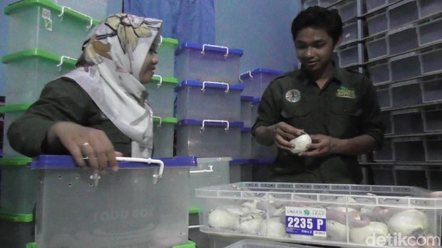 Pasutri di Banjarnegara ternak ular