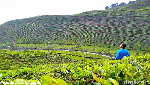 Foto: Kebun Teh Cantik buat Liburan Akhir Tahun di Brebes
