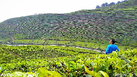 Menikmati pemandangan Kebun Teh seluas 600 hektare ini bisa menggunakan mobil sampai puas. Wisatawan juga bisa menikmati kesegaran teh hitam khas Kaligua. (Imam Suripto/detikcom)