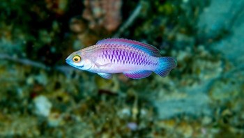 Vibranium fairy wrasse (Cirrhilabrus wakanda) adalah spesies peri wrasse dari Samudera Hindia Barat. Foto: Bored Panda