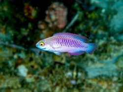 Hewan Spesies Baru yang Ditemukan Sepanjang 2019