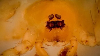 Myrmecicultor Chihuahuensis adalah keluarga laba-laba semut dari Gurun Chihuahuan di Meksiko Foto: Bored Panda