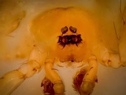 Hewan Spesies Baru yang Ditemukan Sepanjang 2019