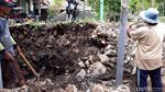 Buru Kobra, Warga Bongkar Talut Tempat Ular Bersarang