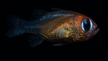 Ikan kardinal bermata kucing, adalah spesies baru ikan kardinal dari Papua Nugini Foto: Bored Panda