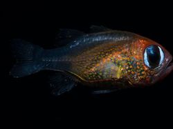 Hewan Spesies Baru yang Ditemukan Sepanjang 2019