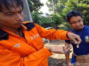 BPBD Buru Anak Ular Peneror Warga Perumahan di Sukabumi