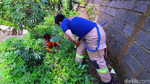 BPBD Buru Anak Ular Peneror Warga Perumahan di Sukabumi