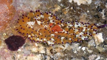  Janolus Tricellarioides adalah siput laut yang ditemukan di Filipina. Foto: Bored Panda