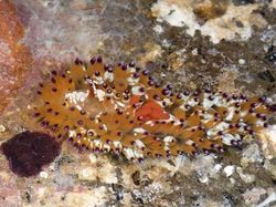 Hewan Spesies Baru yang Ditemukan Sepanjang 2019