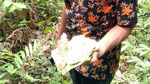 Foto: Di Desa Ini Tak Ada Kerbau, Konon Penyebabnya Mistis