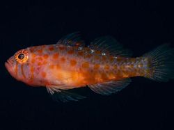 Hewan Spesies Baru yang Ditemukan Sepanjang 2019