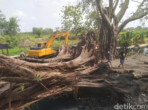 Beringin Tua Raksasa di Umbul Manten Klaten Diberdirikan Lagi