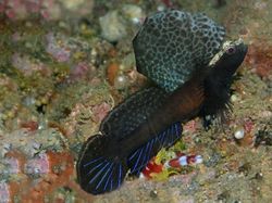 Hewan Spesies Baru yang Ditemukan Sepanjang 2019