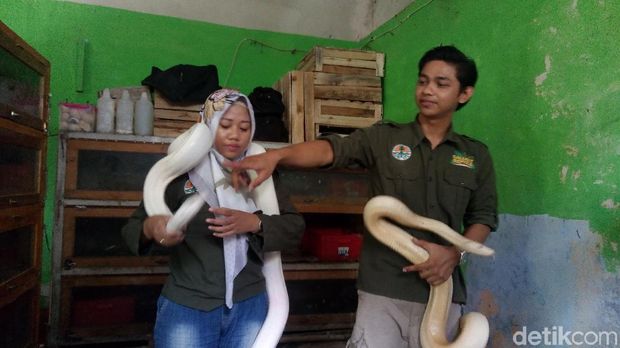 Pasutri di Banjarnegara ternak ular
