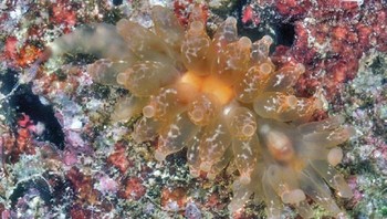 Madrella Amphora adalah siput laut yang meniru telur siput sebagai cara untuk bersembunyi dari calon pemangsa. Foto: Bored Panda