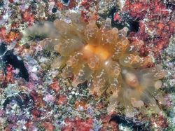 Hewan Spesies Baru yang Ditemukan Sepanjang 2019