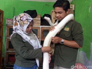 Nggak Takut! Pasutri Ini Ternak Ular hingga Raup Omzet Ratusan Juta