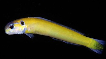 Hoplolatilus andamanensis, spesies baru tilefish pasir dari Kepulauan Andaman. Foto: Bored Panda