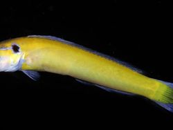 Hewan Spesies Baru yang Ditemukan Sepanjang 2019