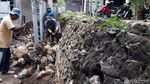 Buru Kobra, Warga Bongkar Talut Tempat Ular Bersarang