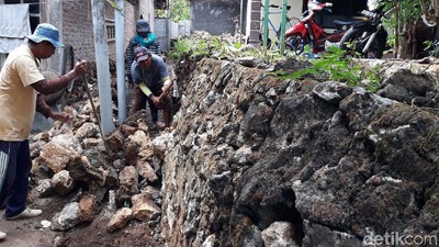 Buru Kobra, Warga Bongkar Talut Tempat Ular Bersarang