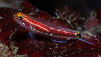 Eviota Gunawanae adalah mikroendemik dwarfgoby baru dari Semenanjung Fakfak, Papua Barat, Indonesia. Foto: Bored Panda 
