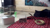 Hal itu terjadi disalah satu kediaman Warga di Dusun Kepek I, Wonosari, Gunungkidul, DI Yogyakarta. Kemunculannya itu sampai membuat geger warga dan mengungsi karena jumlahnya puluhan anakan kobra. Foto: Istimewa