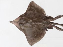 Hewan Spesies Baru yang Ditemukan Sepanjang 2019