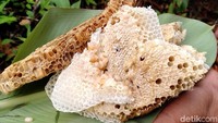 Madu alam ini akhirnya jadi cemilan segar menemani perjalanan. Kisah mistis situs Kandang Munding ini memang sulit dibuktikan, tapi kalau di Desa Bagolo tak ada warga yang memelihara kerbau, itu jelas fakta. (Faizal Amiruddin/detikcom)