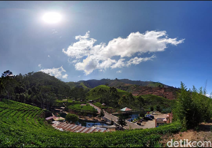Liburan akhir tahun di Kebun Teh Kaligua Brebes