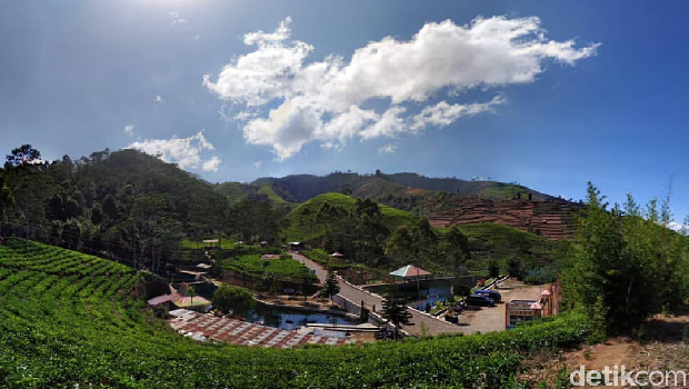 Liburan akhir tahun di Kebun Teh Kaligua Brebes