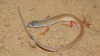 Nucras aurantiaca adalah kadal dinding yang ditemukan di Afrika Selatan. Foto: Bored Panda