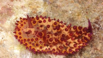 Janolus flavoanulatus adalah siput laut yang ditemukan di Filipina. Foto: Bored Panda