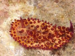 Hewan Spesies Baru yang Ditemukan Sepanjang 2019