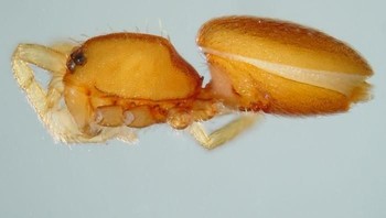Cinetomorpha Sur adalah spesies laba-laba araneomorph keluarga oonopidae. Spesies ini ditemukan di Meksiko, Baja California Sur dan Baja California di Ángel de la Guarda Foto: Bored Panda