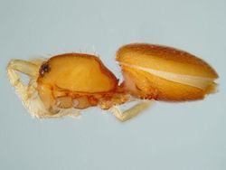 Hewan Spesies Baru yang Ditemukan Sepanjang 2019