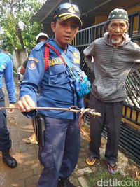 Ular Kepala Dua Ditemukan di Perumahan Citayam usai Teror Kobra