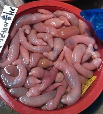 5 fakta ikan penis yang gurih enak