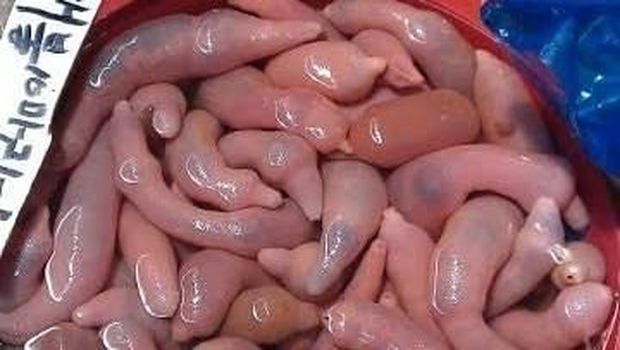 Mengenal Ikan Penis yang Gegerkan Pantai California