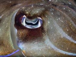 Menakjubkan! Mata Makhluk Hidup Dilihat dari Dekat