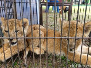 Polda Riau Bongkar Mafia Perdagangan Anak Singa-Leopard