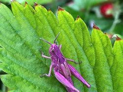 Potret Benda dan Hewan Aneh yang Menambah Pengetahuan