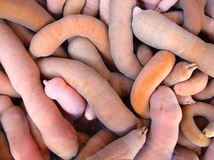 5 fakta ikan penis yang gurih enak 5 fakta ikan penis yang gurih enak