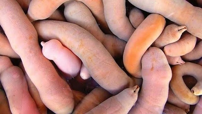 5 fakta ikan penis yang gurih enak