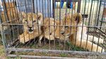 Lucunya Anak-anak Singa yang Diamankan Polda Riau