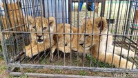 Anak singa ini diamankan dari sindikat perdagangan satwa liar.