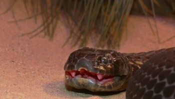 Tiger Snake: Tiger snake merupakan ular yang banyak ditemukan di Australia Selatan dan Tasmania. Ular ini sangat berbahaya karena dapat membunuh manusia dengan kombinasi neurotoksin, koagulan, hemolysin, dan mikotoksin. (foto: National Geographic)